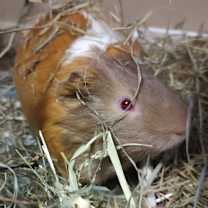 Thumbnail photo of Chcharle #1