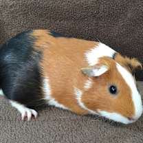 Thumbnail photo of Corazona ( Bonded to Sweet Caroline) #2