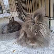 Thumbnail photo of Joey #1
