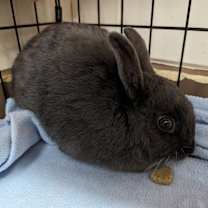 Thumbnail photo of Joey #2