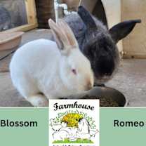 Thumbnail photo of Romeo #1
