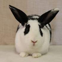 Thumbnail photo of Retta #2