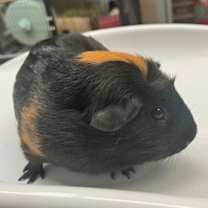 Thumbnail photo of Blossom #3