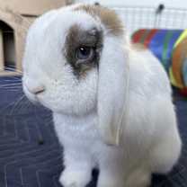 Thumbnail photo of Princess #1