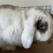 Thumbnail photo of Princess #2