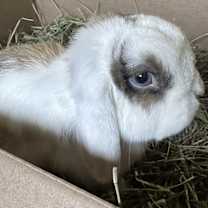 Thumbnail photo of Princess #3