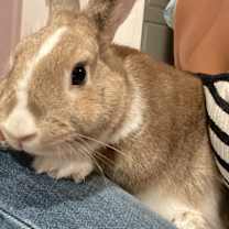 Thumbnail photo of Dandelion and Indigo #3