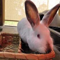 Thumbnail photo of Blossom #2