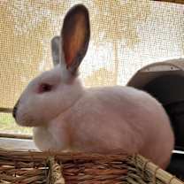 Thumbnail photo of Blossom #3