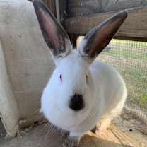 Thumbnail photo of Blossom #4