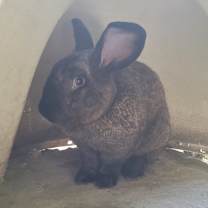 Thumbnail photo of Romeo #2