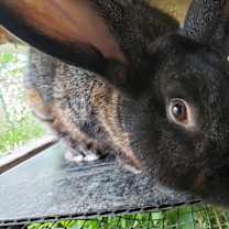 Thumbnail photo of Romeo #3