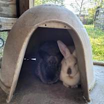 Thumbnail photo of Romeo #4