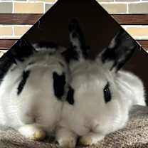 Thumbnail photo of Magic #1