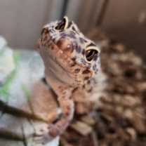 Thumbnail photo of Grisco ⭐️ #3