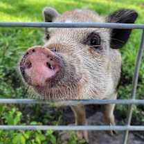 Thumbnail photo of Piglet #1