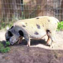 Thumbnail photo of Piglet #2