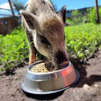 Thumbnail photo of Piglet #3