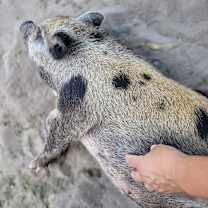 Thumbnail photo of Piglet #4