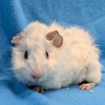 Thumbnail photo of Jeremiah #1