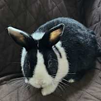 Thumbnail photo of Lula #4