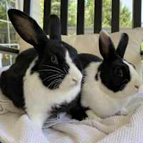 Thumbnail photo of Elio & Lula #1