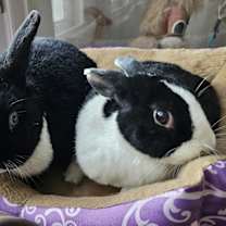 Thumbnail photo of Elio & Lula #3