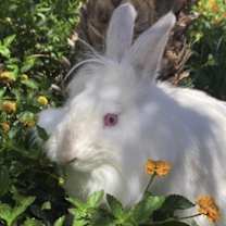 Thumbnail photo of Mr. Boom #1