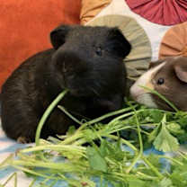 Thumbnail photo of Joey & Dakota #1
