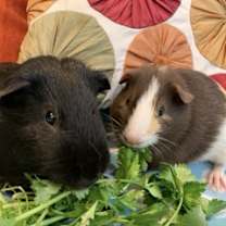 Thumbnail photo of Joey & Dakota #2