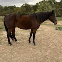 Thumbnail photo of Buttercup #1