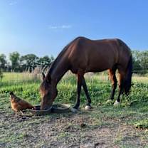 Thumbnail photo of Buttercup #3