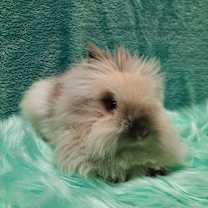 Thumbnail photo of Stewie #2