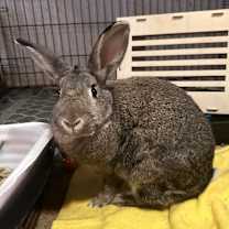 Thumbnail photo of Tilda #1