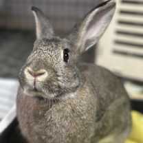 Thumbnail photo of Tilda #2