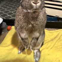 Thumbnail photo of Tilda #3