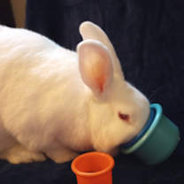 Thumbnail photo of Frenchy #1