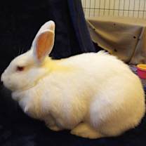 Thumbnail photo of Frenchy #2