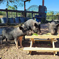 Thumbnail photo of Petunia #3