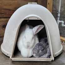 Thumbnail photo of Mopsy #3