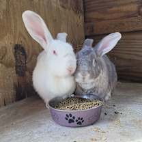 Thumbnail photo of Mopsy #4