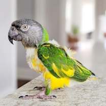 Thumbnail photo of Simba #4