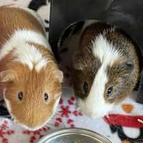 Thumbnail photo of Dio and Latte #2