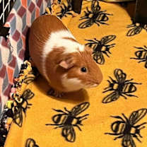 Thumbnail photo of Dio and Latte #4