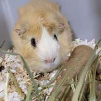 Thumbnail photo of Scotch and Neo #2