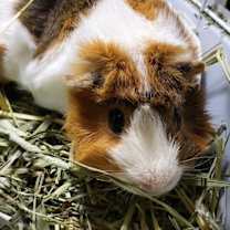 Thumbnail photo of Scotch and Neo #3