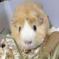 Thumbnail photo of Scotch and Neo #4