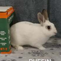 Thumbnail photo of Puffin & Puffle #3