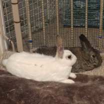 Thumbnail photo of Puffin & Puffle #4