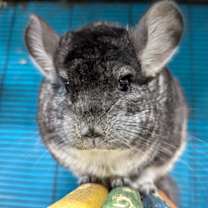 Thumbnail photo of Fuchsia #1